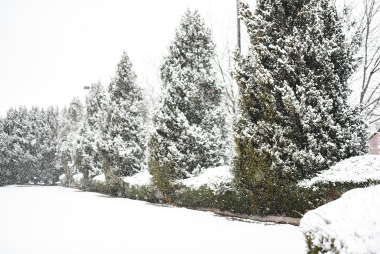 How to Protect Cedars From Winter Burn in Canada