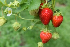 Driscoll’s Berries Exceeded Pesticide Limits, No Recall