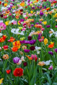How to Plant Tulip Bulbs This Fall: A Step-by-Step Guide for Canadian Gardeners
