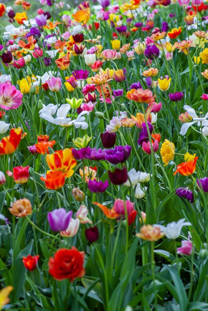 How to Plant Tulip Bulbs This Fall: A Step-by-Step Guide for Canadian Gardeners