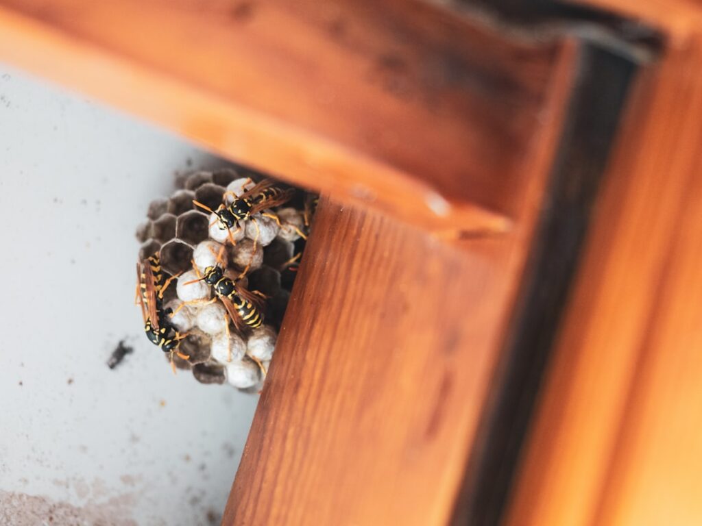 How to Get Rid of a Wasp Nest Safely: A Step-by-Step Guide for Canadian Homeowners