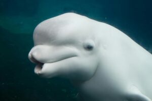 Sixth Marineland animal dies after move to U.S. Sixth Marineland animal dies after move to U.S.