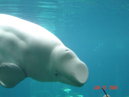 Marineland beluga Cyprus dies at SeaWorld San Diego