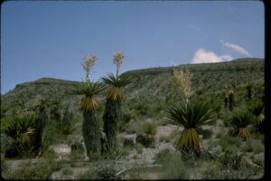 U.S. asks Supreme Court to let Big Bend border wall resume U.S. asks Supreme Court to let Big Bend border wall resume