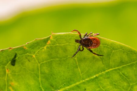 Fall ticks: how to check, remove and what to watch for Fall ticks: how to check, remove and what to watch for