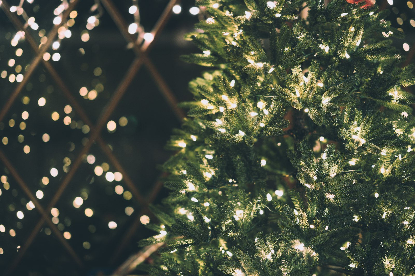 Dense green tree branch tips wrapped in small white lights