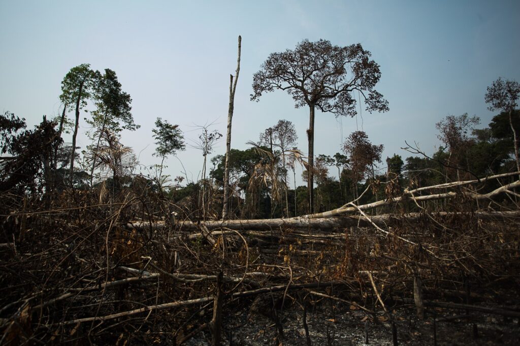 Amazon deforestation falls 42% to lowest on record