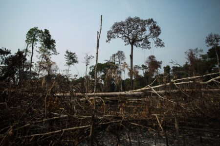 Amazon deforestation falls 42% to lowest on record