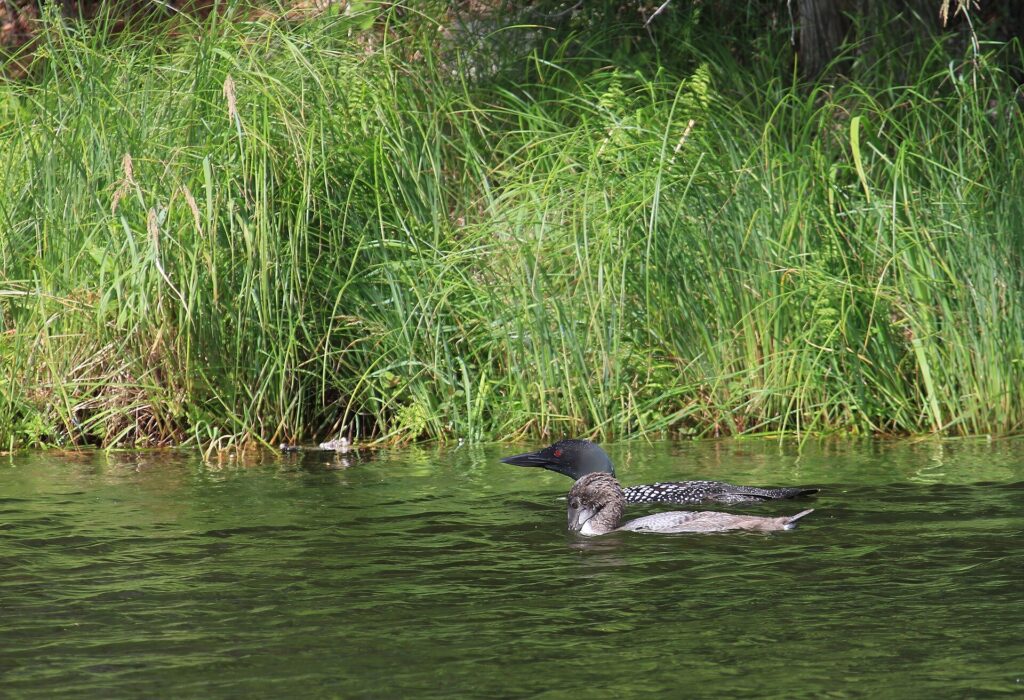 Loon chick numbers falling across Canada, study finds
