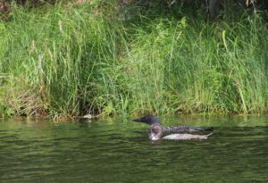 Loon chick numbers falling across Canada, study finds Loon chick numbers falling across Canada, study finds