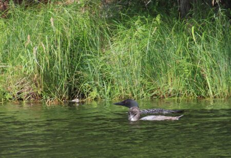 Loon chick numbers falling across Canada, study finds