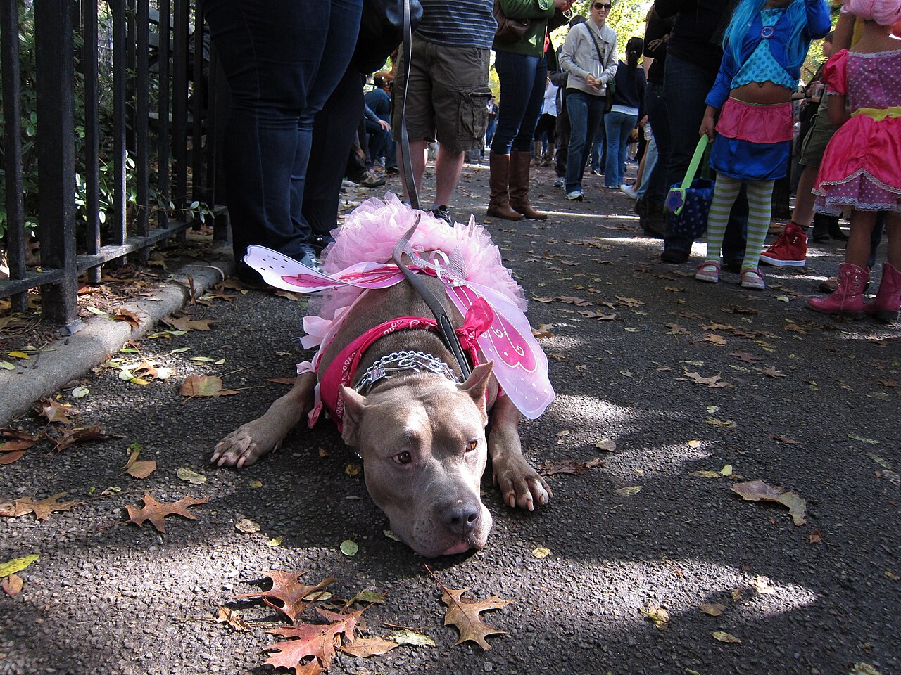 Dog wearing a pink tutu and wings Halloween costume lying on a sidewalk