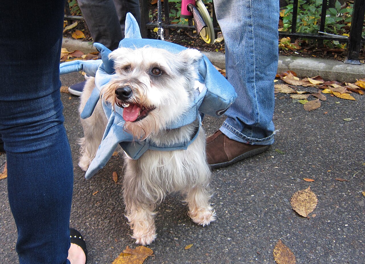 Small dog wearing a blue shark Halloween costume on a sidewalk