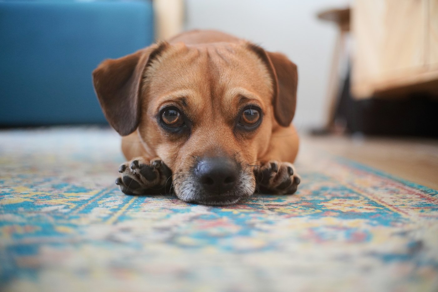 A brown dog resting on a patterned rug, the kind of home where pet hair is a daily cleaning job