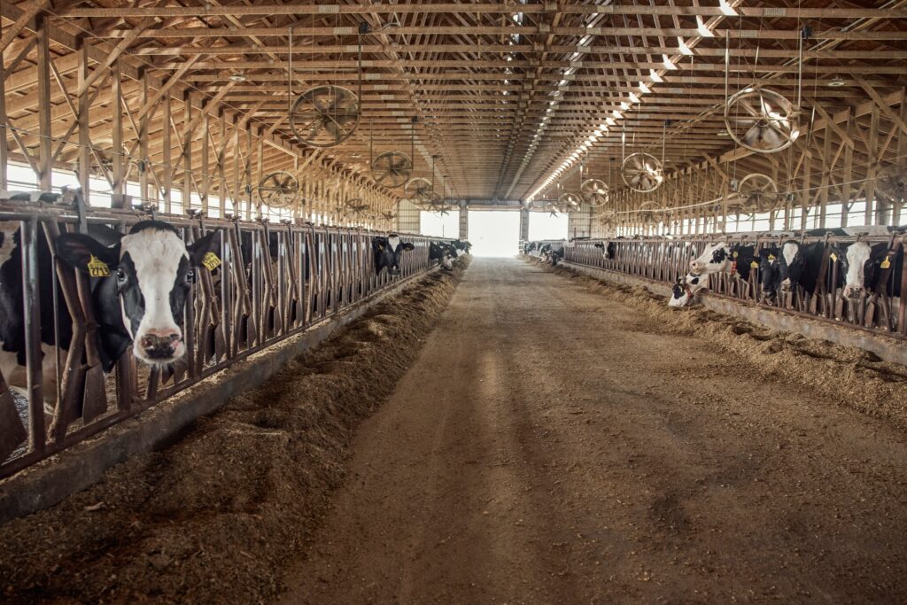 Shamonda virus in French cattle: human case reported