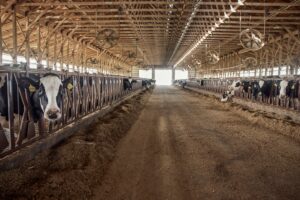 Shamonda virus in French cattle: human case reported Shamonda virus in French cattle: human case reported
