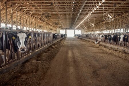Shamonda virus in French cattle: human case reported Shamonda virus in French cattle: human case reported