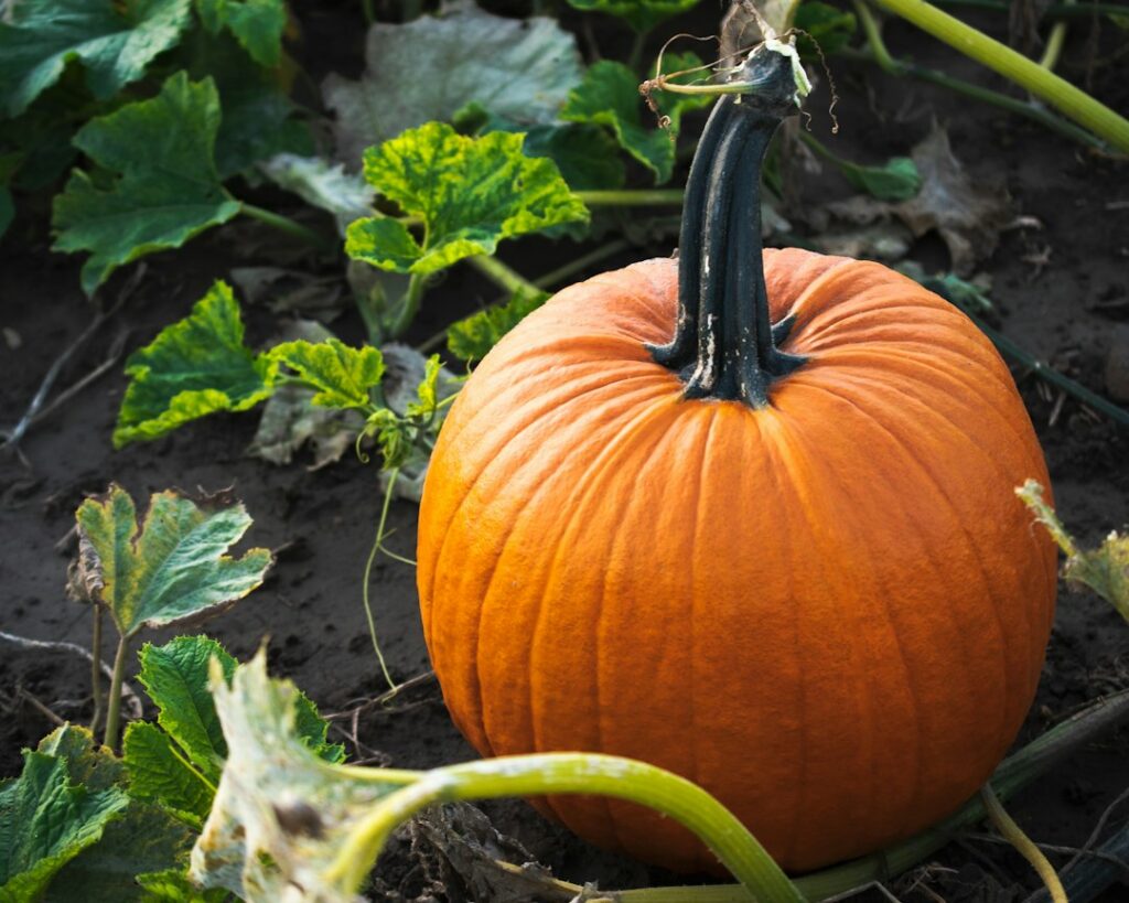 Ottawa farms hit by 40% pumpkin loss after record rain