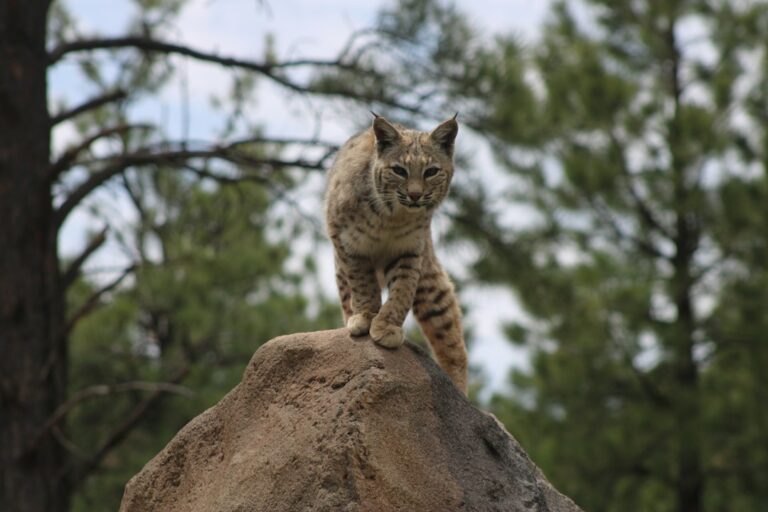 U.S. men plead guilty to selling poached bobcat pelts in Canada