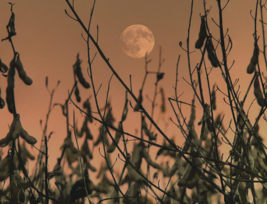 Hunter’s Moon: how to see October’s full moon in Canada