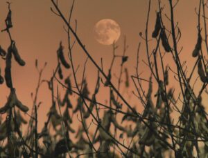 Hunter’s Moon: how to see October’s full moon in Canada Hunter’s Moon: how to see October’s full moon in Canada