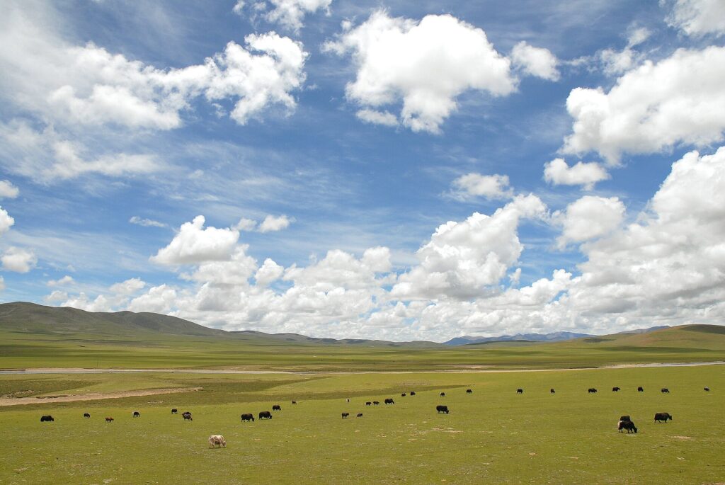 Tibet quake kills 16, injures 76; 12,000 moved to safety Tibet quake kills 16, injures 76; 12,000 moved to safety