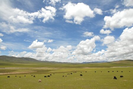 Tibet quake kills 16, injures 76; 12,000 moved to safety