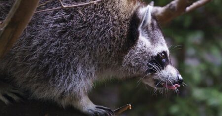 Third rabid cat found as Quebec rabies cases reach 313