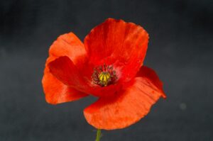 Remembrance Day 2026: who gets Nov. 11 off by province