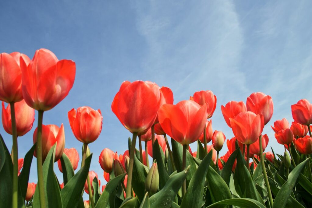 How to Plant Spring Bulbs in Fall in Canada