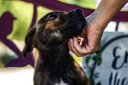 Clinton Orr and Jodi Ruta on Why Manitoba’s Pet Rescue System Needs More Support Clinton Orr and Jodi Ruta on Why Manitoba’s Pet Rescue System Needs More Support