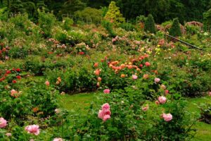 How to Protect Rose Bushes for Winter in Canada How to Protect Rose Bushes for Winter in Canada