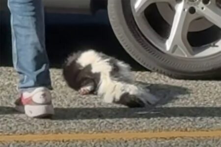 Rabid skunk video prompts Vancouver health warning Rabid skunk video prompts Vancouver health warning