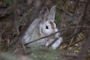 Hare-killing virus confirmed in N.W.T. for first time Hare-killing virus confirmed in N.W.T. for first time