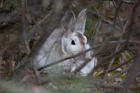 Hare-killing virus confirmed in N.W.T. for first time Hare-killing virus confirmed in N.W.T. for first time