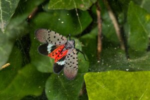 Spotted lanternfly zone set for Windsor, Essex, Chatham-Kent Spotted lanternfly zone set for Windsor, Essex, Chatham-Kent