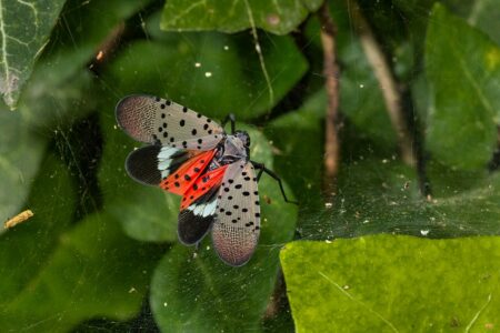 Spotted lanternfly zone set for Windsor, Essex, Chatham-Kent Spotted lanternfly zone set for Windsor, Essex, Chatham-Kent