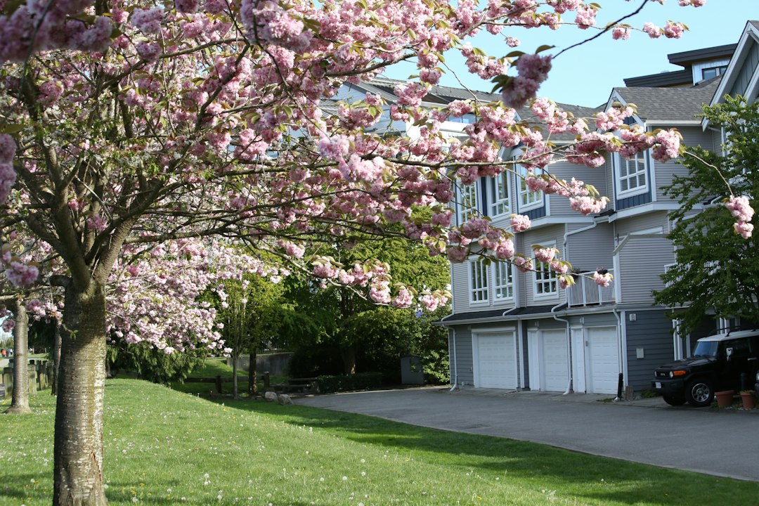 A row of townhouses with garages behind a blooming cherry tree