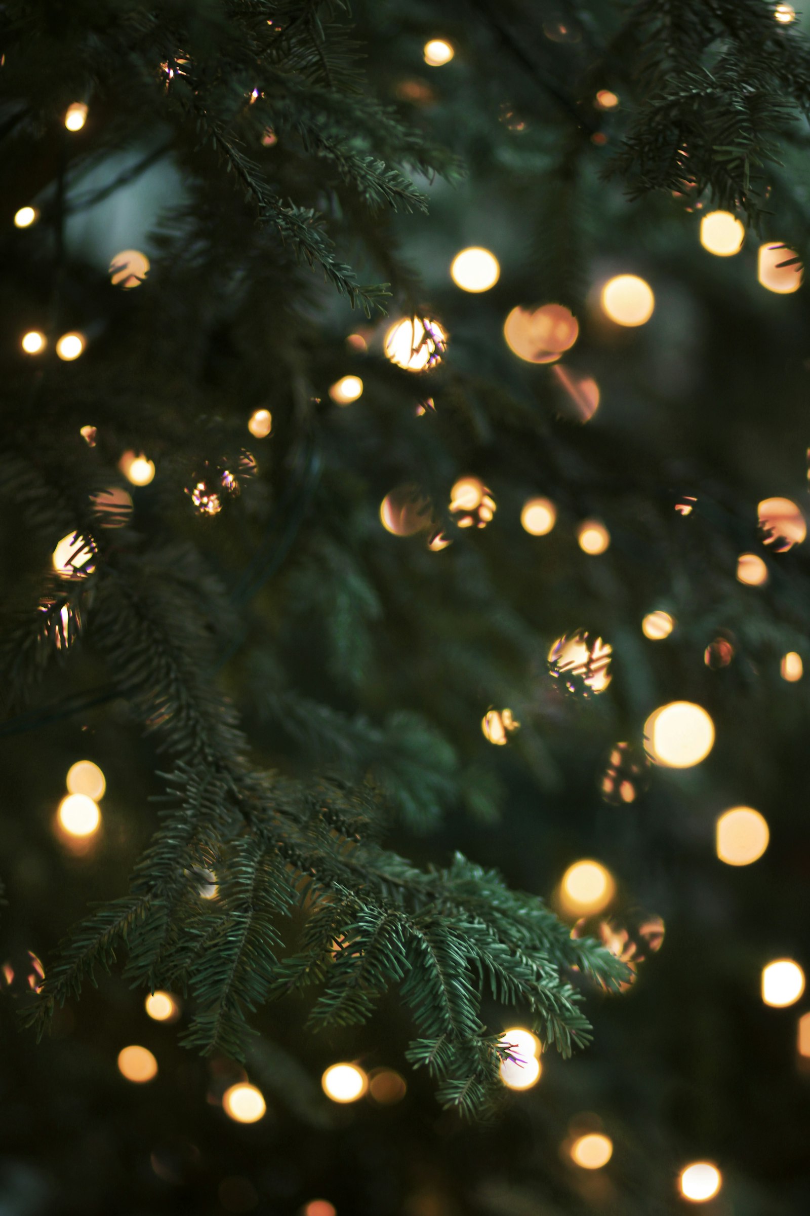Close-up of warm white string lights on Christmas tree branches