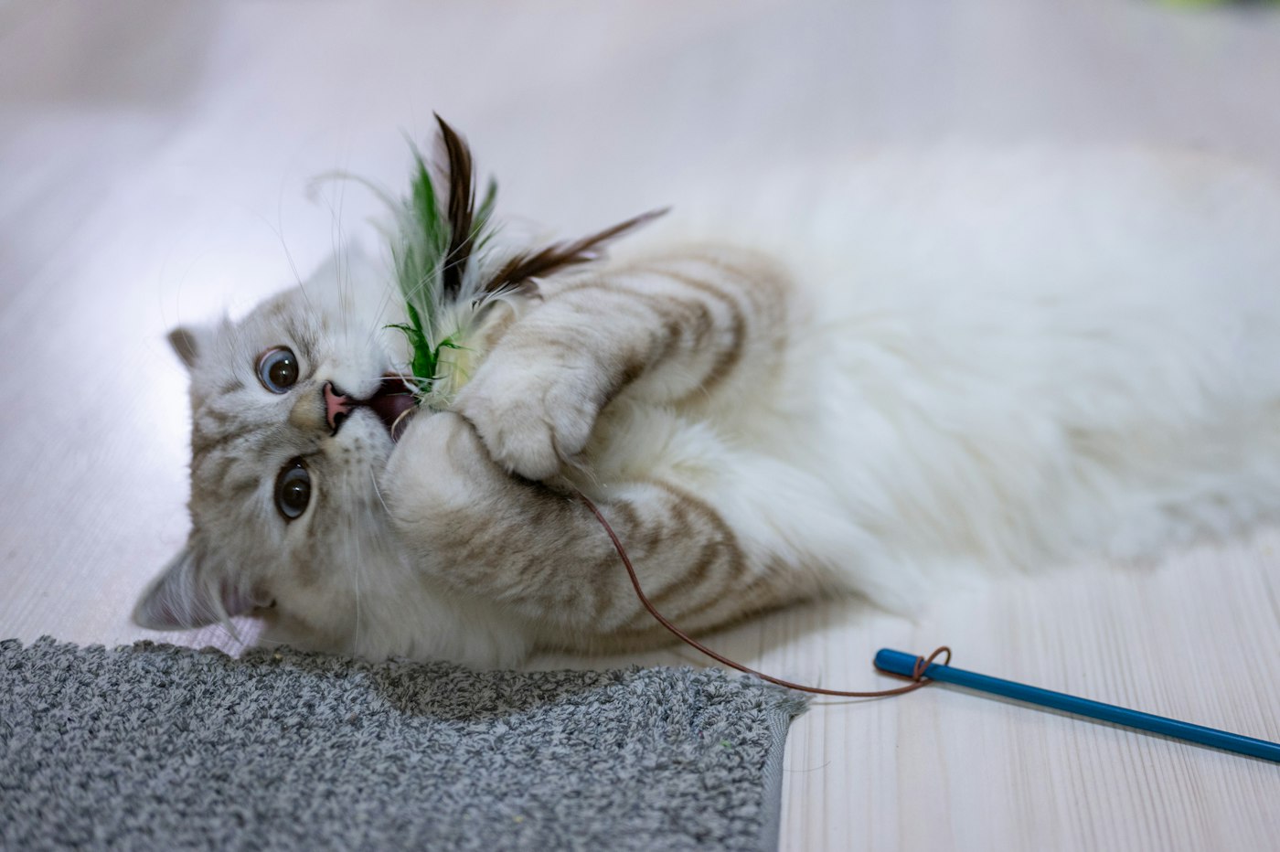 A fluffy cat batting a feather wand toy on the floor