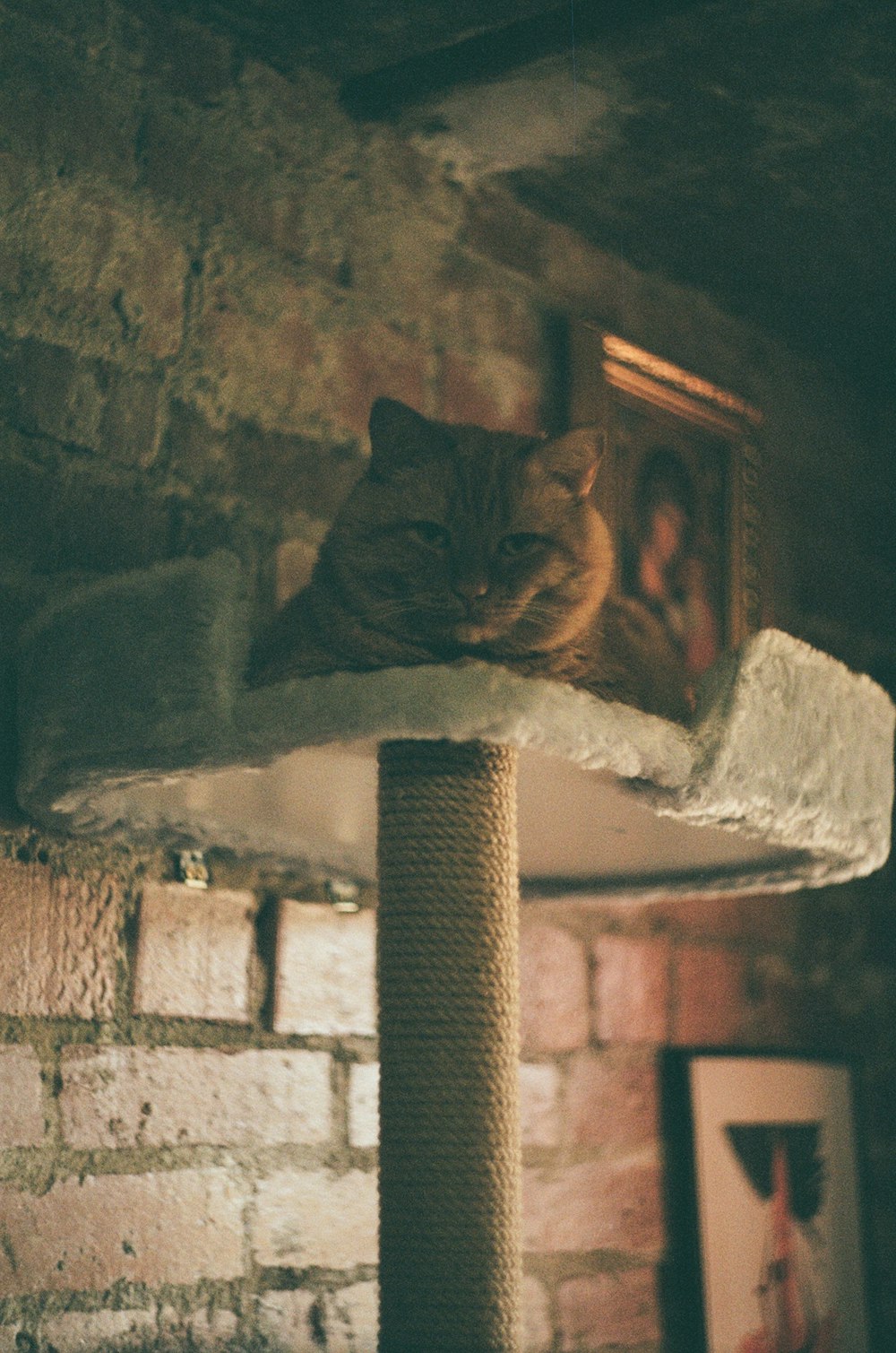 A ginger cat resting on the perch of a cat tree with a sisal-wrapped post