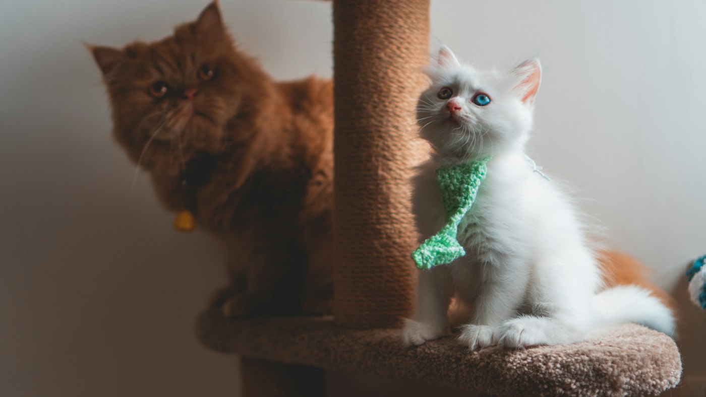 Two cats sitting on a carpeted cat tree around a sisal scratching post