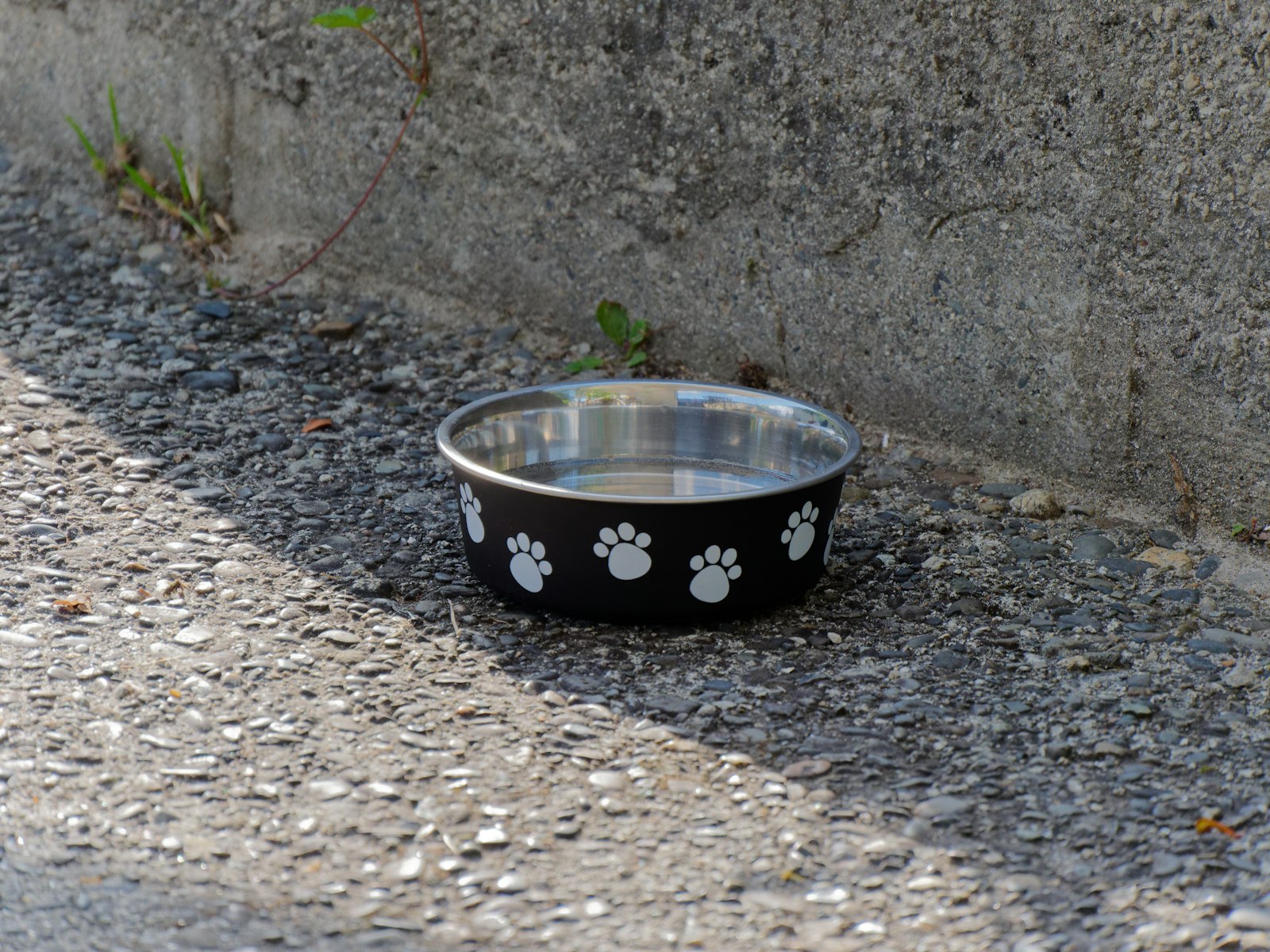 Black dog bowl with paw prints on it