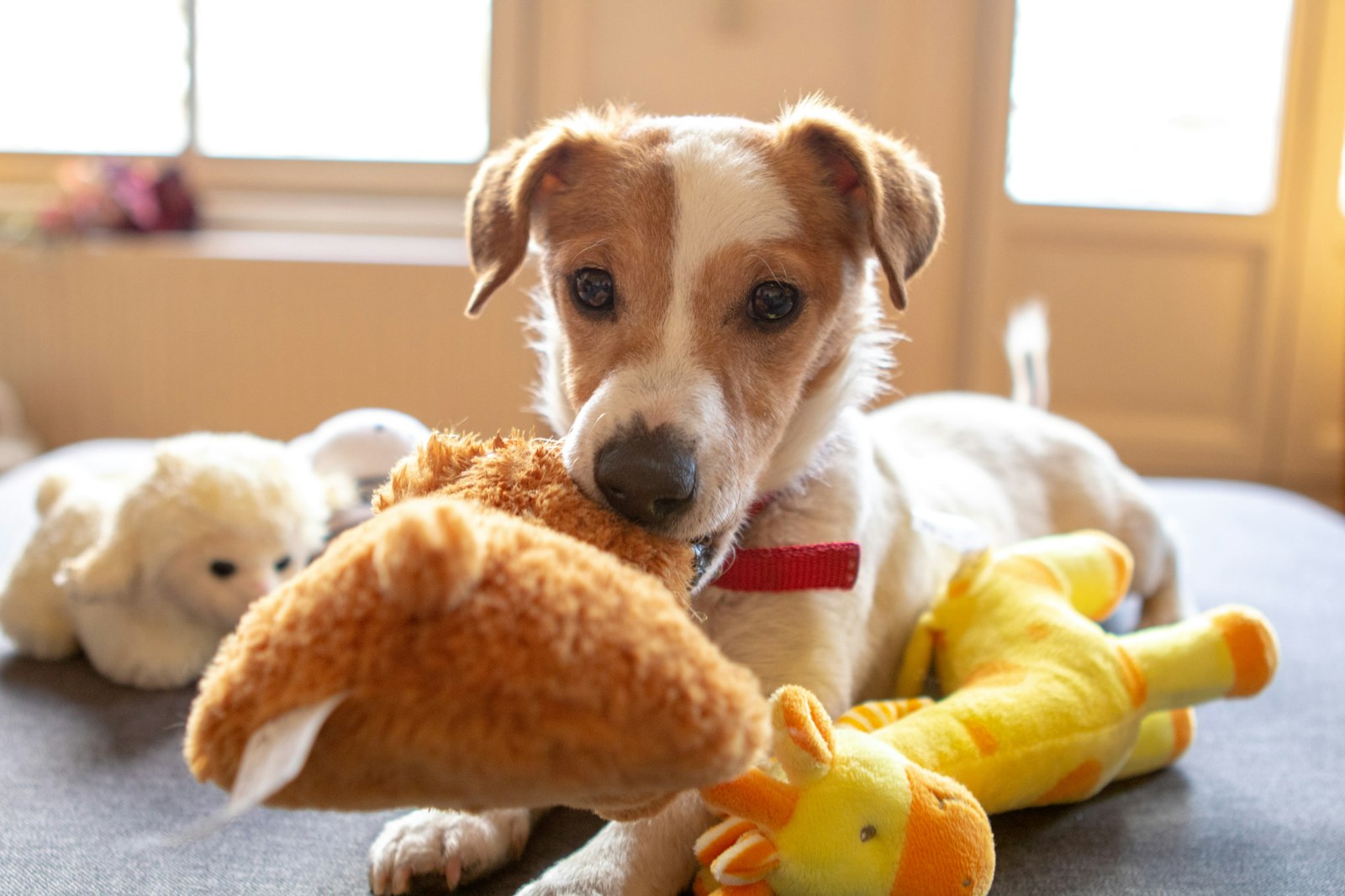 Jack Russell terrier with a pile of dog toys