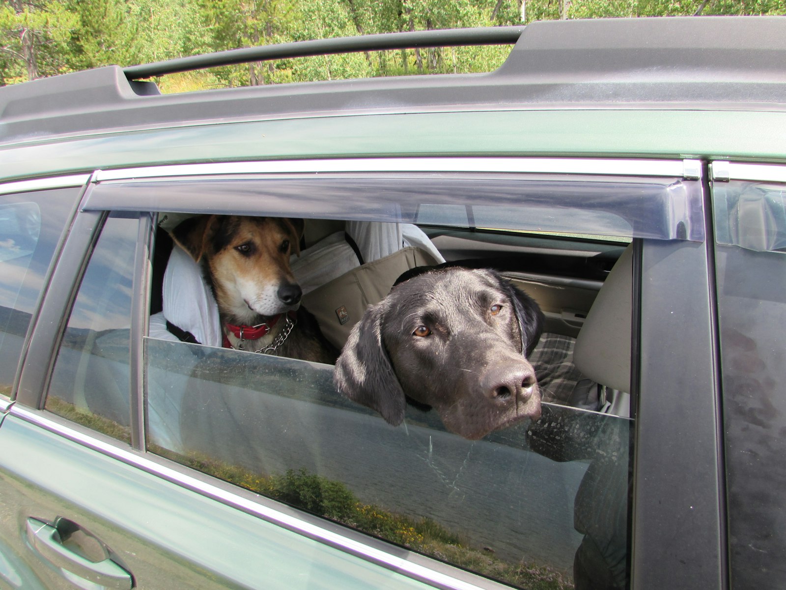 Two travelling dogs on a road trip