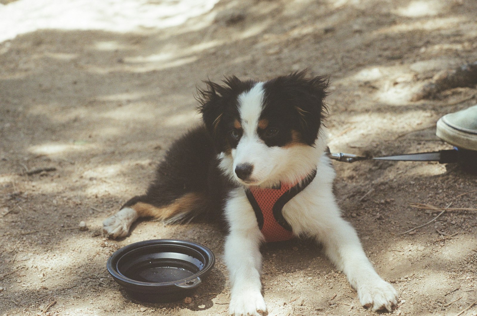 Black and white dog resting outdoors after a walk