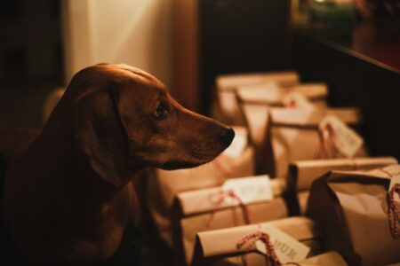 Gift ideas for a dog owner in Canada 2026