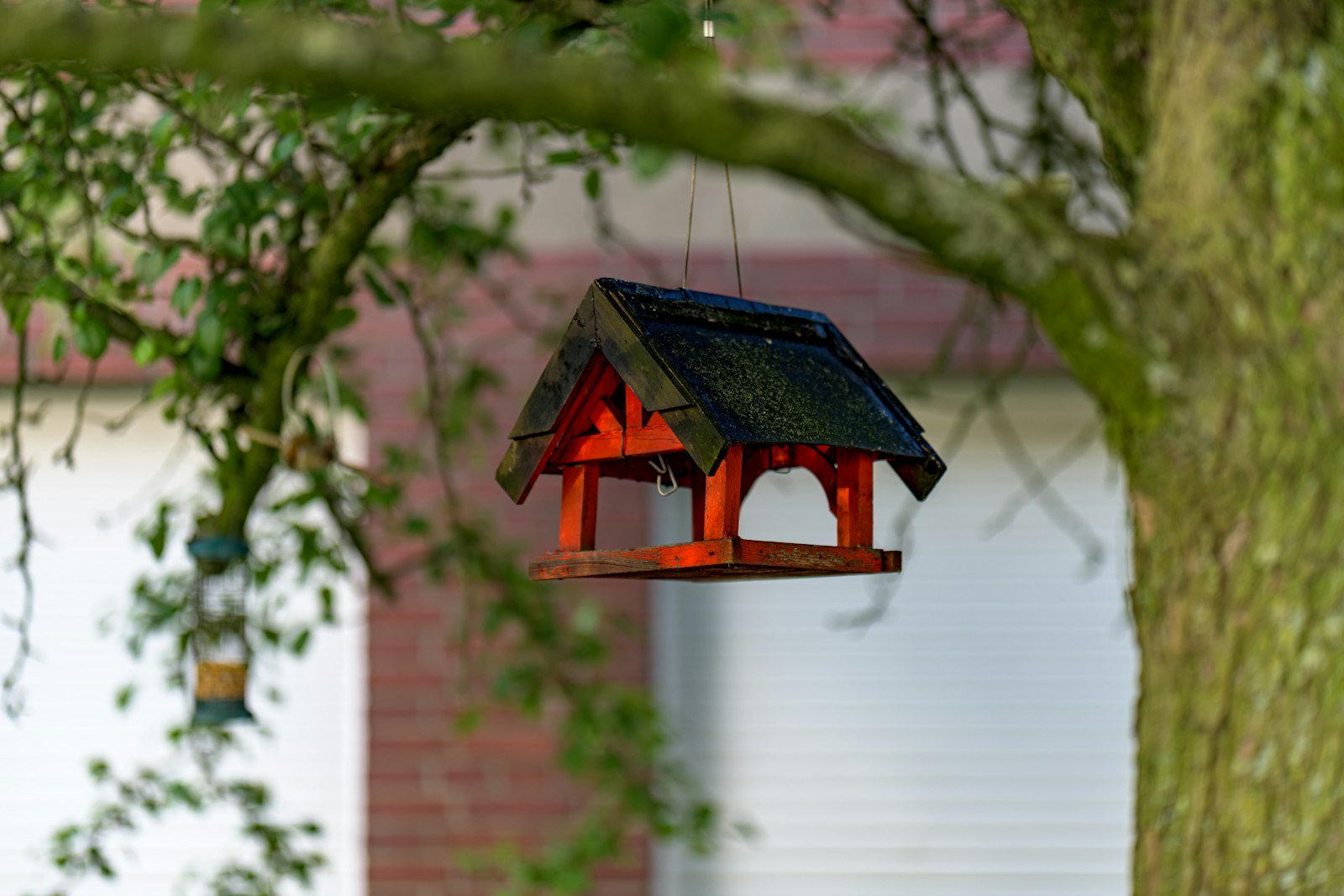 Red bird feeder hanging from a tree branch