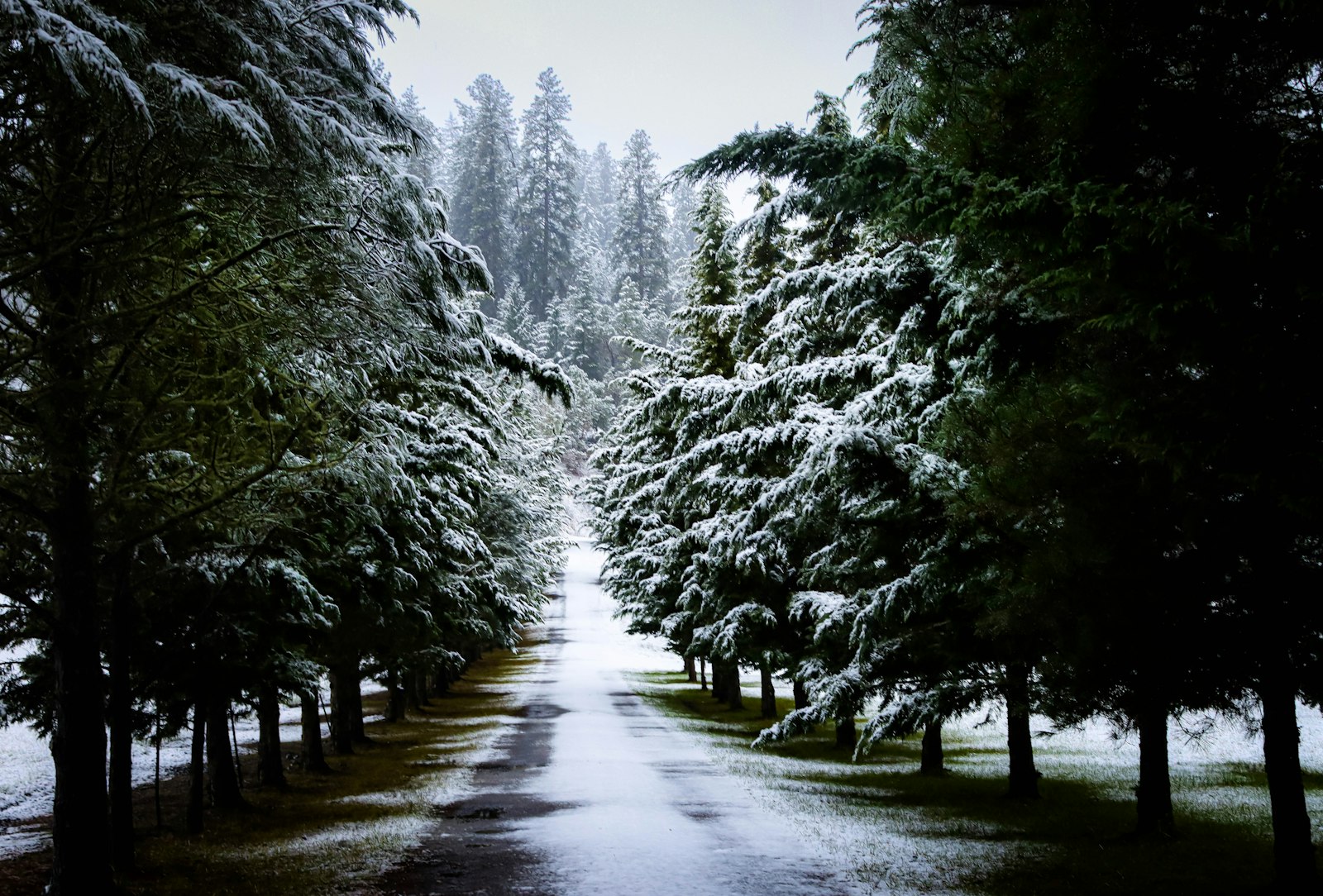 Long snow-dusted private driveway lined with evergreen trees