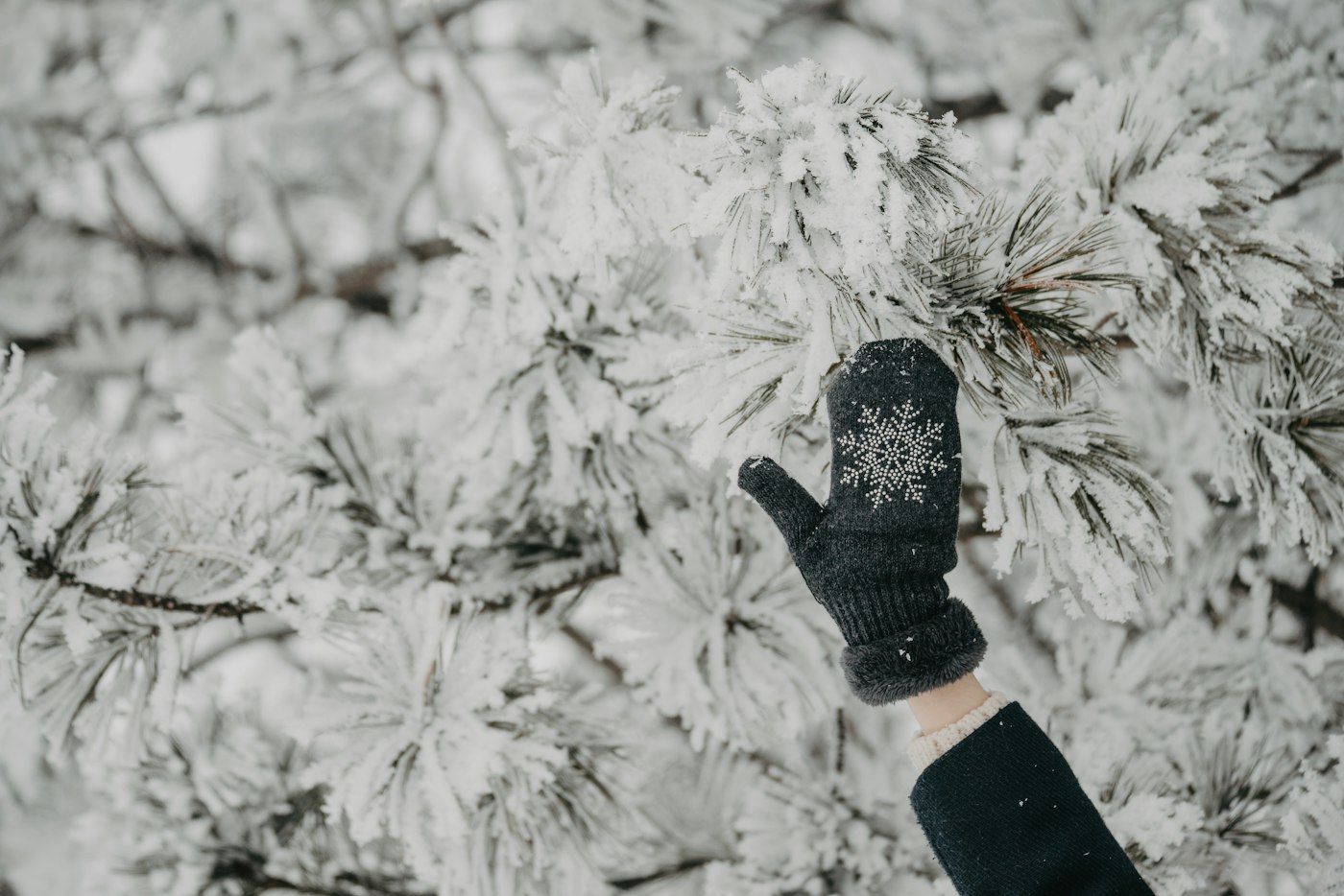 A mitten-covered hand reaching toward frost-covered pine branches